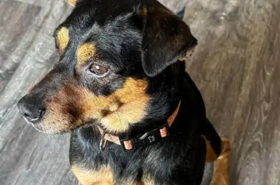 Собака найдена: Денисова, 16 к2, Калининград