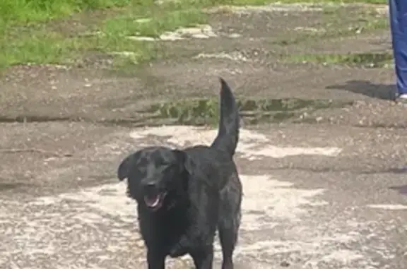 Собака найдена: ул. Галкина, 237, Тула