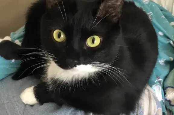 Пропала кошка, ул. Первостроителей, 21А