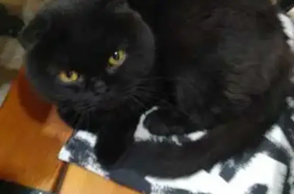 Кошки потеряшки, Уфа, фото: Потеряшка черная кошка, Мингажева 158, Уфа