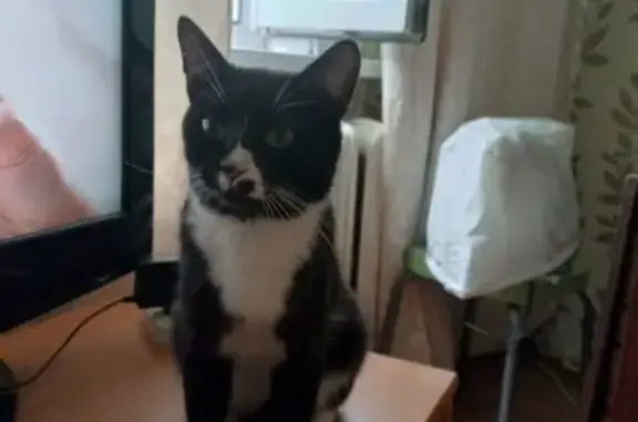 Кошки потеряшки, Стройкерамика, фото: Потеряшка кошка, ул. Зубовой, 2 с1