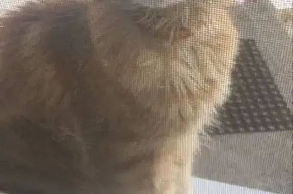 Потерянные животные Ростов-на-Дону, фото: Пропал рыжий кот Борис, Курганная 72