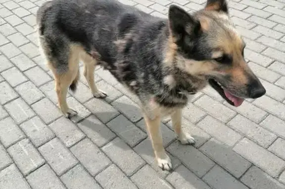 Собака найдена: Щербакова 2Б, Екатеринбург