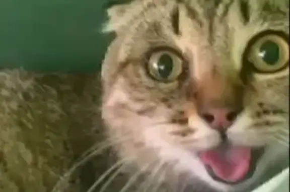 Кошки потеряшки, Брест, фото: Потеряшка кошка, ул. Кижеватова 1Б/1, Брест