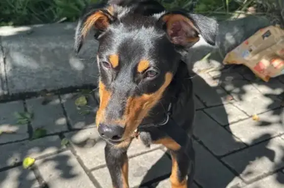 Найденные животные Калининград, фото: Собака найдена: ул. Куйбышева, 195