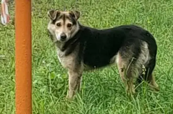 Собака найдена: 14-й Октябрьский пр., Тула