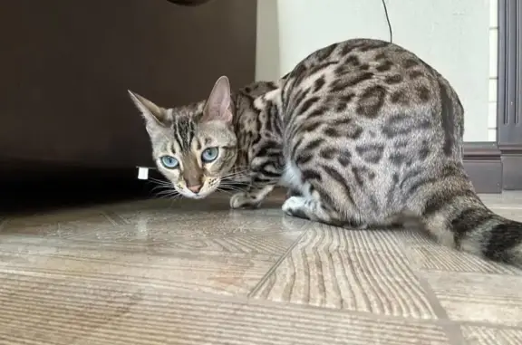 Пропала кошка, Дачная 31, Патроны