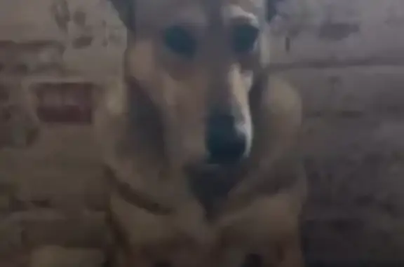 Собака найдена: ул. Ленина, 30, Камышлов