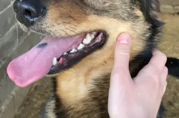 Собаки потеряшки, Тула, фото: Потеряшка собака, 3-й пр. М.Расковой, 9, Тула