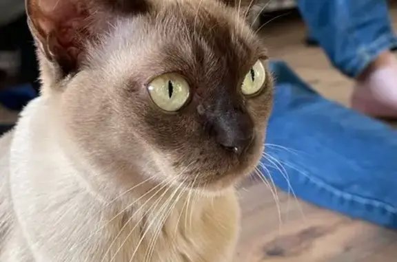 Кошки потеряшки, Старое Мартьяново, фото: Потеряшка кошка, Фестивальная ул. 11