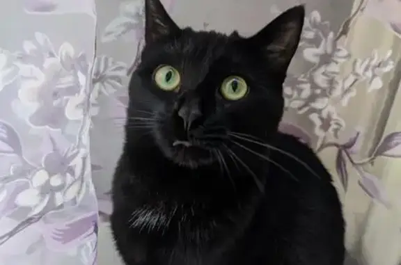 Потерянные животные Салават, фото: Пропала кошка, ул. Гагарина 14, Салават