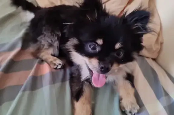 Найдена собака: Пролетарская 400, Майкоп