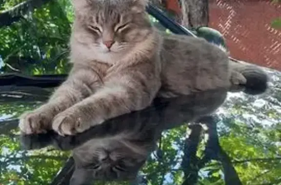 Потерянные животные Саратов, фото: Пропала кошка, 1-я Елшанская, Саратов