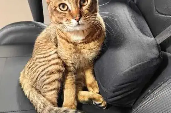 Кошки потеряшки, Хабаровск, фото: Потеряшка кошка, Инский пер., 9, Хабаровск