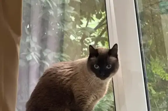 Кошки потеряшки, Тамбов, фото: Потеряшка кот, 2-я Шацкая ул., 39, Тамбов