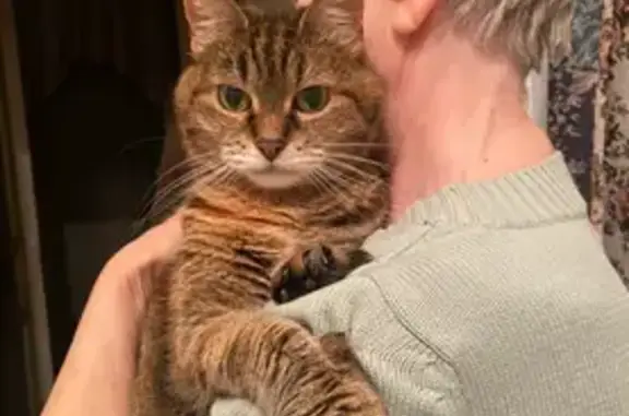 Пропала кошка на ул. Долгова, 2, Москва