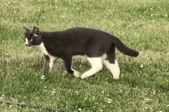 Потерянные животные Рубцовск, фото: Пропала кошка, Промышленный пр., Рубцовск