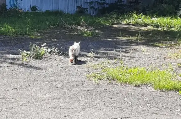 Кошка найдена на ул. Толстого, 149, НСК