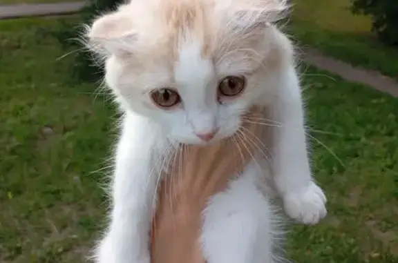 Кошка найдена у Волгоградская 20, Кемерово