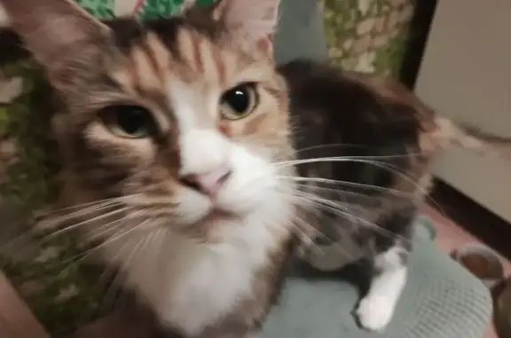 Потерянные животные Подольск, фото: Пропала кошка, Рабочая ул. 18/38, Подольск