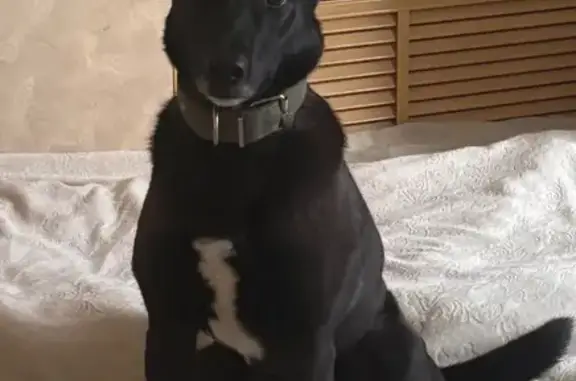 Пропала собака в Лейпи, Мурманская обл.