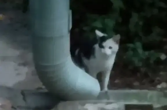 Кошка найдена, Мироновская 26, Москва