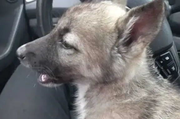 Собаки потеряшки, Тында, фото: Потеряшка собака, Геодезическая 20, Тында