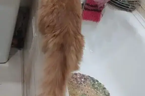 Кошки потеряшки, Ульяновск, фото: Потеряшка кошка, Заводской проезд 22, Ульяновск