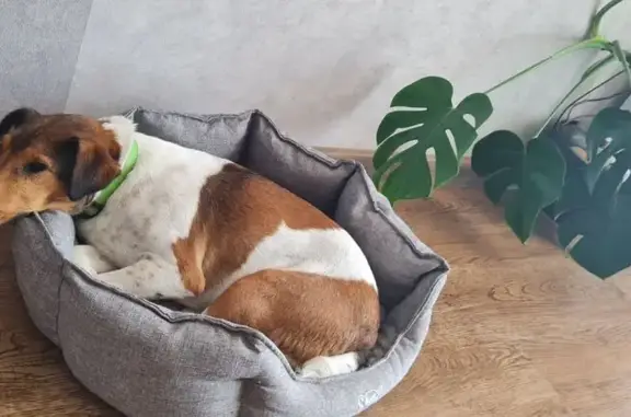 Найдена собака, Севастополь, фото: Собака найдена на пр. Героев Сталинграда, Севастополь