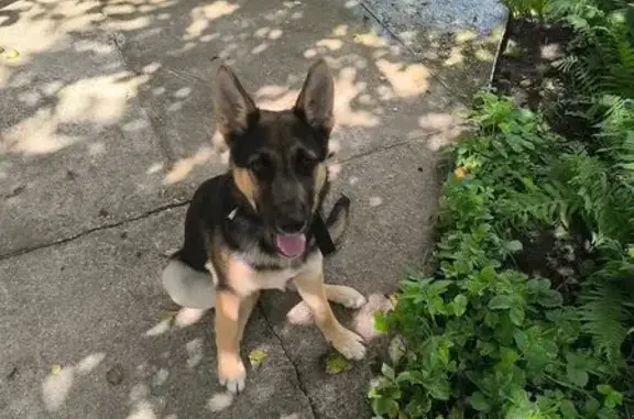 Найденные животные Тульская область, фото: Щенок найден: Тульская область, 89165250974