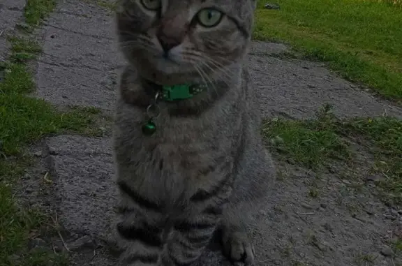 Кошки потеряшки, Петрозаводск, фото: Потеряшка кошка, ул. Чернышевского 4