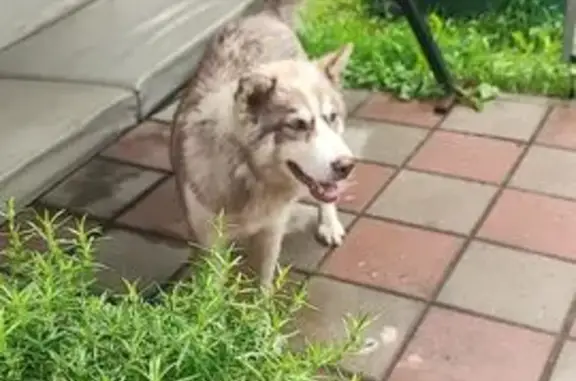 Собака найдена: Хомяковская 19, Тула