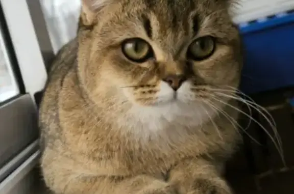 Пропала кошка на ул. Дёмкина, 6, Новомосковск