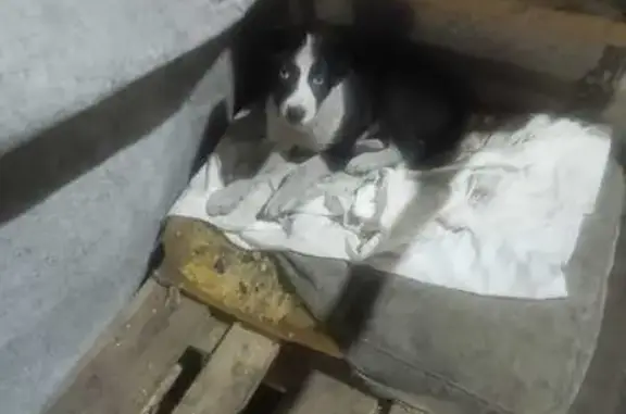 Пропала собака, ул. Старикова, 4, Полярный