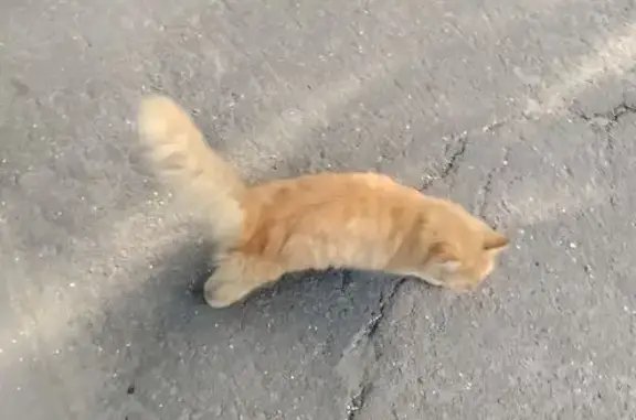 Найдена кошка, Вологда, фото: Найдена кошка, ул. Кирова, 41, Вологда