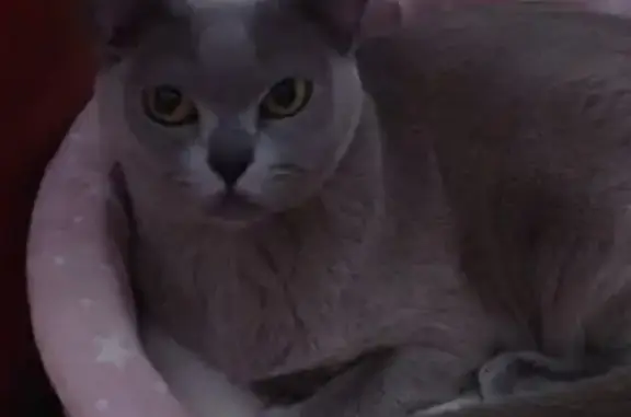 Кошки потеряшки, , фото: Потеряшка кошка, ул. Дружбы, МО