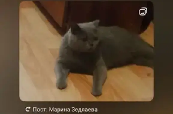 Кошки потеряшки, Красноярск, фото: Потеряшка кошка Симба, ул. Бадалык, 1
