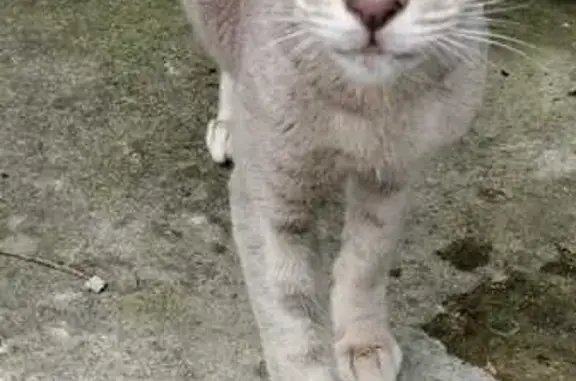 Кошка найдена, Пушкинская ул., Тула