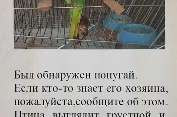 Птица с кольцом, Чароитовая 1 к2