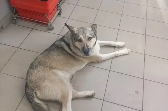 Собака найдена: Московский проспект, 141