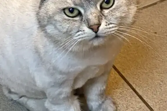 Кошка найдена у магазина, Каминского 11/35