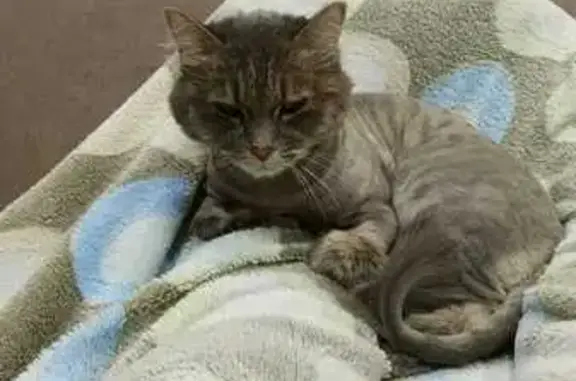 Пропала кошка, Тында, Амурская обл.