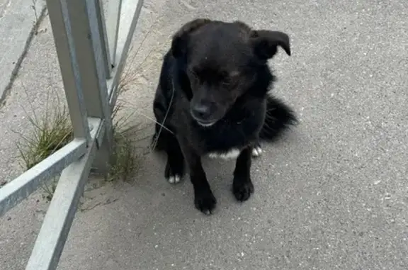 Найдена собака, Кострома, фото: Собака найдена: Профсоюзная 24Б, Кострома