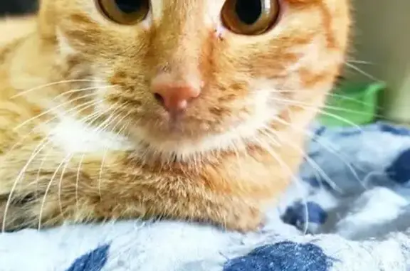 Кошки потеряшки, Йошкар-Ола, фото: Потеряшка кошка, ул. Прохорова 38, Йошкар-Ола