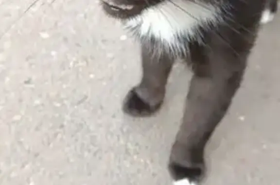 Найдена кошка, Волгоградская 26/4, Оренбург