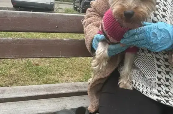 Найден йорк на Ямской улице, Иркутск