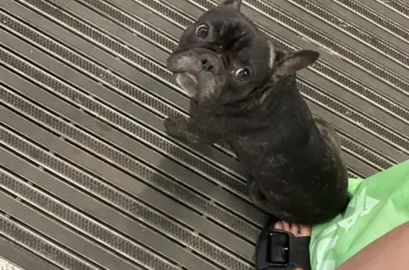 Французский бульдог найден на Тургеневском, 27