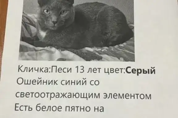 Пропала кошка, Апельсиновая ул., 71