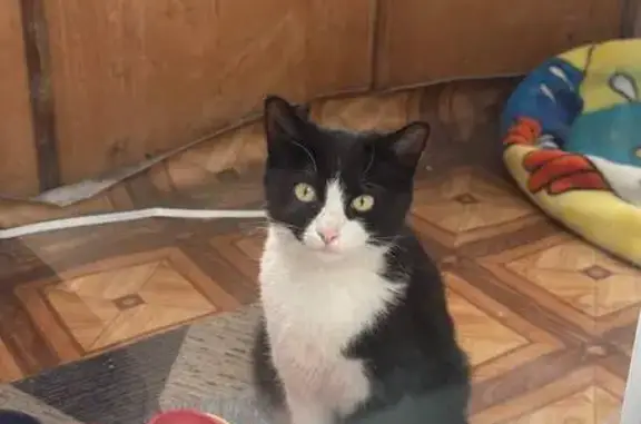 Найдена кошка, , фото: Найдена кошка, ул. 20 лет РККА, Омск