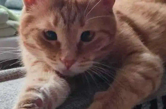 Кошки потеряшки, Казань, фото: Потеряшка рыжая кошка, Хороводная 39А